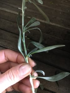 Convolvulus cneorum-silver bush