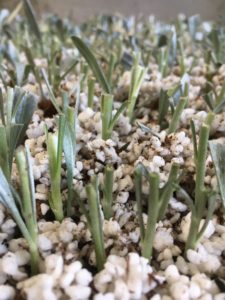 Convolvulus cneorum- silver bush cuttings in perlite peat moss mix