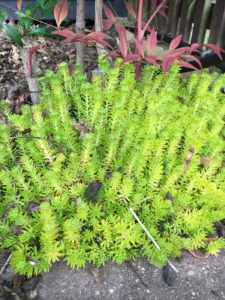 Sedum mexicanum "Gold mound"