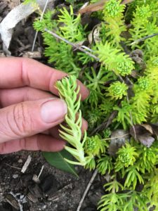 Sedum mexicanum tip cutting