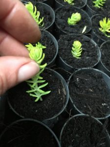 sedum cuttings into potting mix