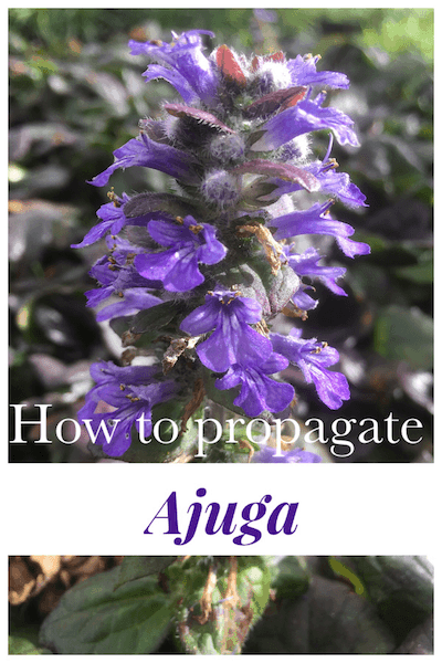 Propagate Ajuga