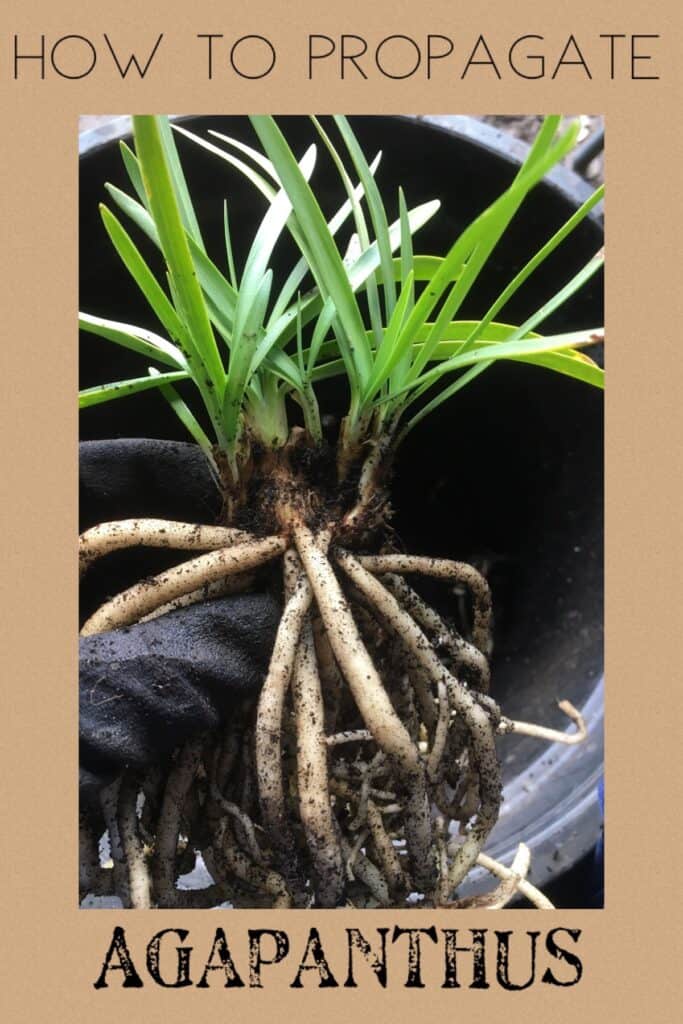 Propagate Agapanthus