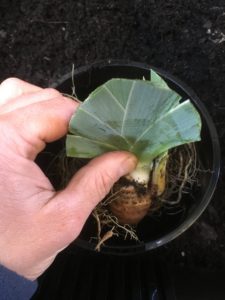 Potting Bearded Iris