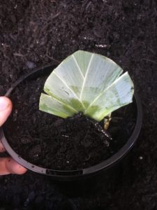 Potting Bearded Iris