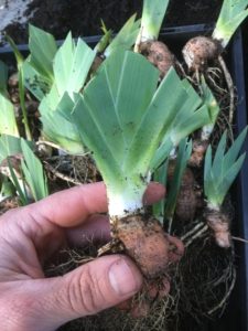 Dividing Bearded Iris