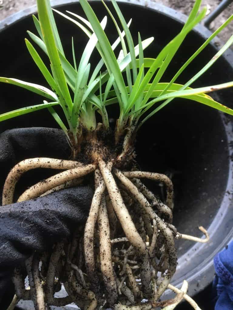 Dividing Agapanthus