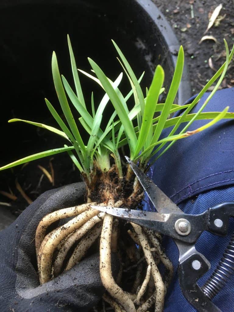 Dividing Agapanthus