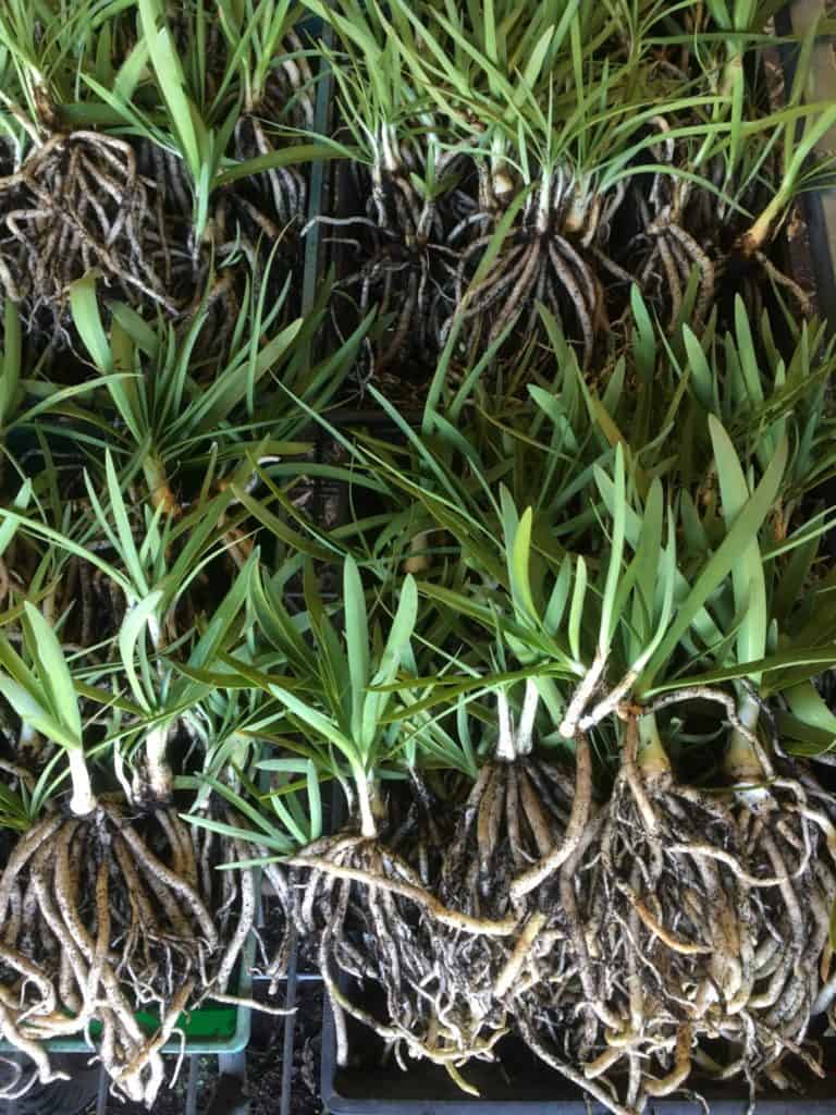 Dividing Agapanthus