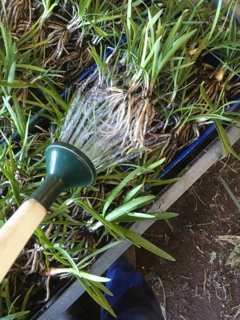 Dividing Agapanthus