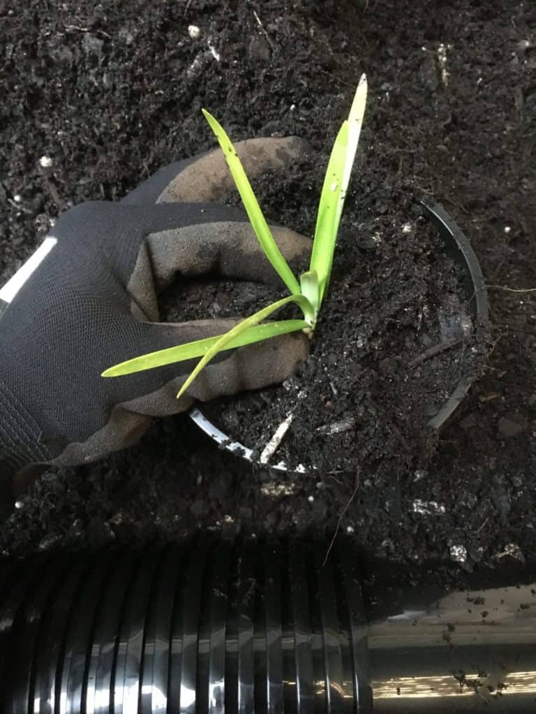 Potting Agapanthus