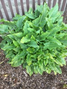 Digging clump of zantedeschia