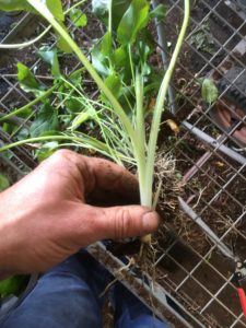 Propagate Zantedeschia