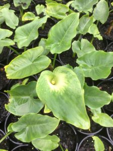 Zantedeschia aethiopica "Green Goddess"