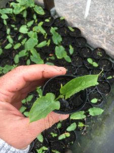 Zantedeschia aethiopica "Green Goddess"