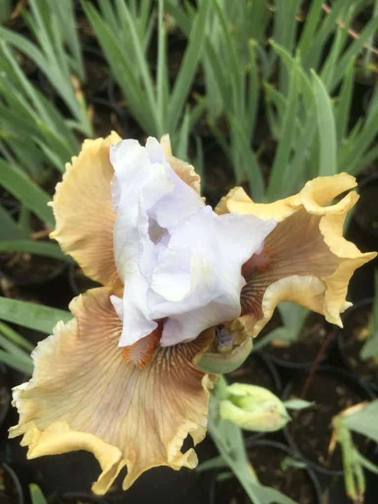 Bearded Iris- Iris germanica