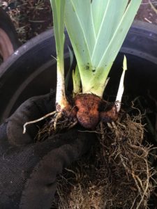 Removing soil from the bearded iris rhizome