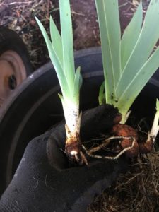 Dividing Bearded Iris