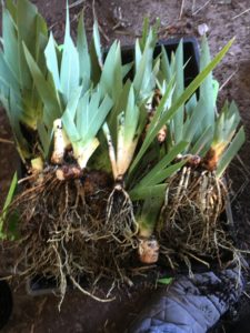 Iris waiting to be potted