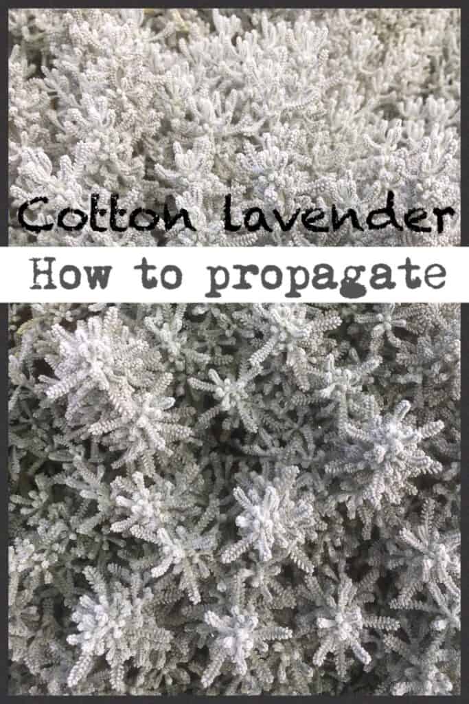 Propagate cotton lavender