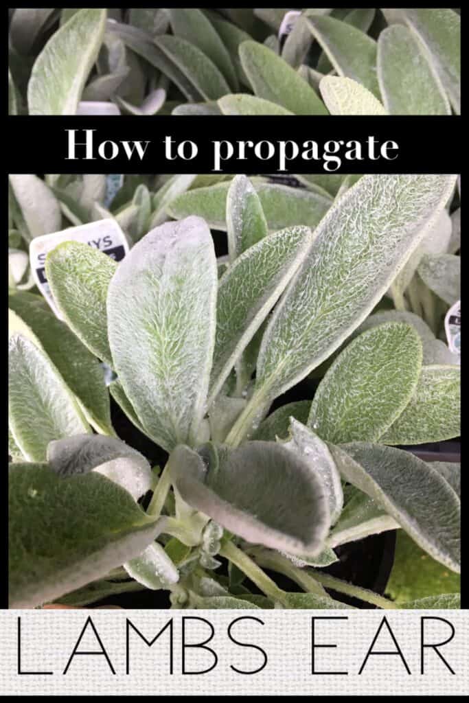 Propagate Lamb's Ear