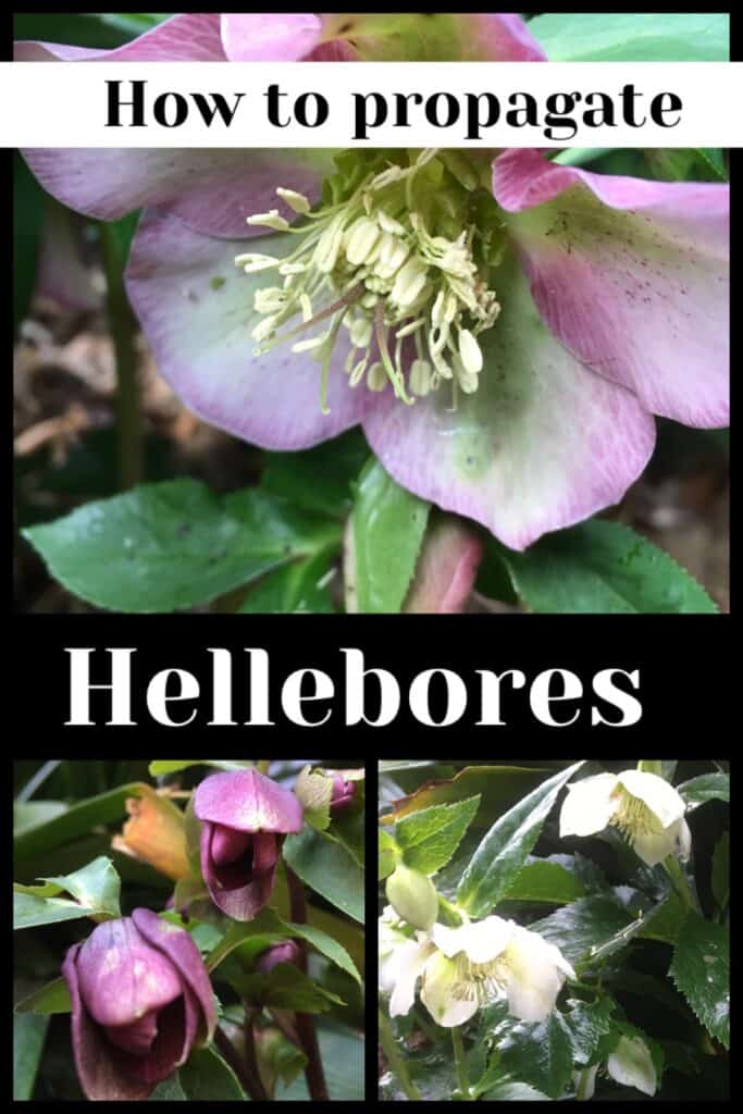 Propagate hellebores