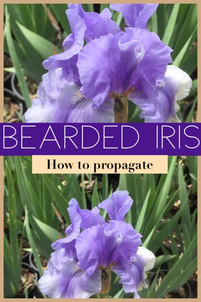 Propagate Bearded iris