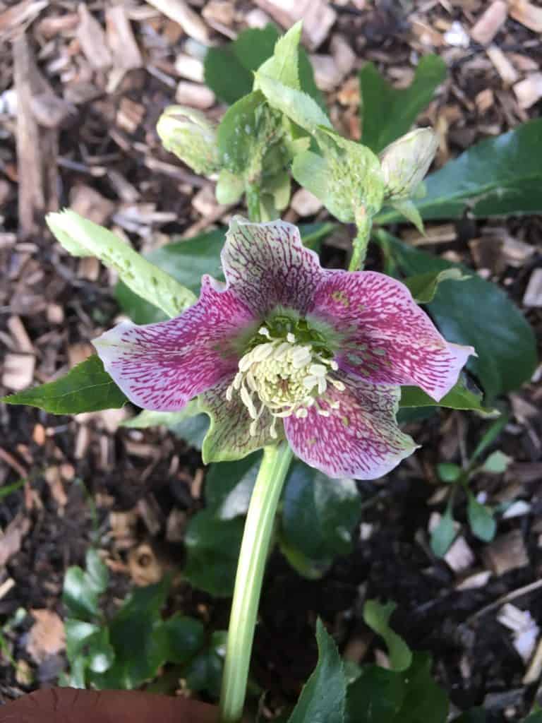 Helleborus orientalis