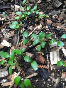 Hellebore seedlings in garden