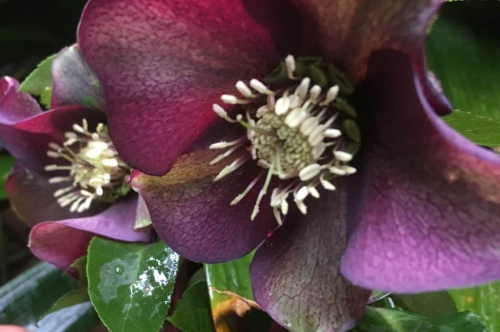 Hellebore-lentens rose-winter rose-christmas rose