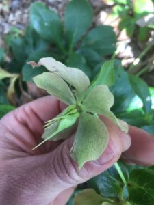 hellebore seed forming