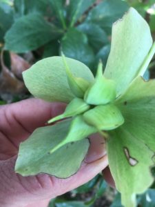 Hellebore seed pods ready