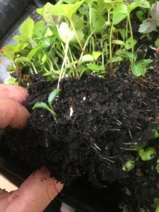 hellebore seedlings in seedling tray