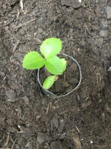 Potting hellebore seedling