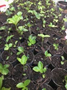 Potted hellebore seedlings