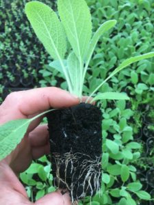 lambs ear in small pot