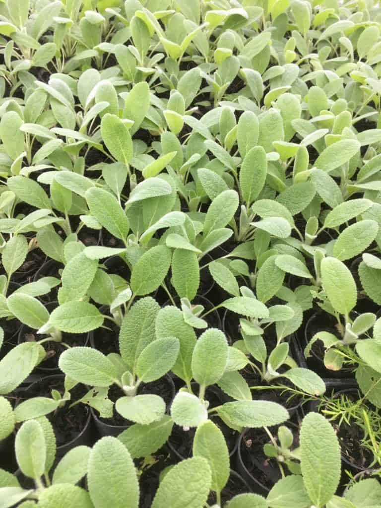 Lamb's Ear (Stachys Byzantina)