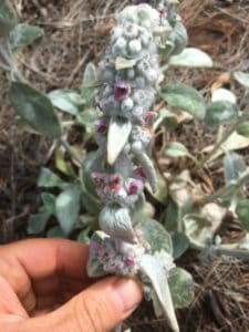 Lamb's Ear flower spikes