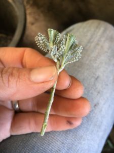 Cotton lavender cutting