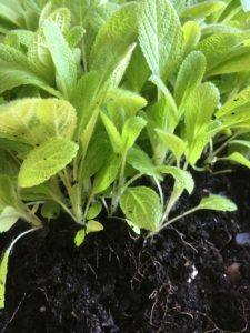 Lamb's ear seedlings