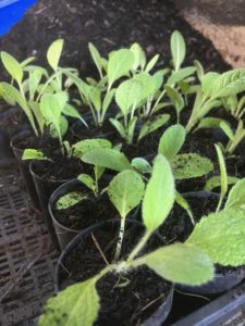 Lamb's Ear (Stachys Byzantina)