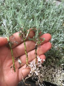 Propagate Santolina Cotton Lavender