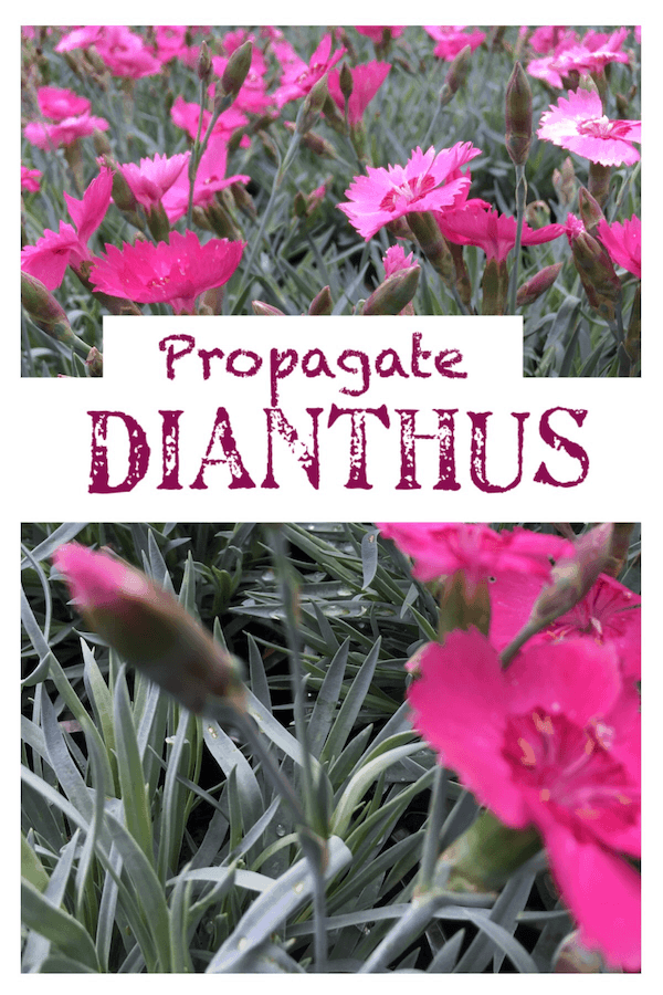 Propagate Dianthus