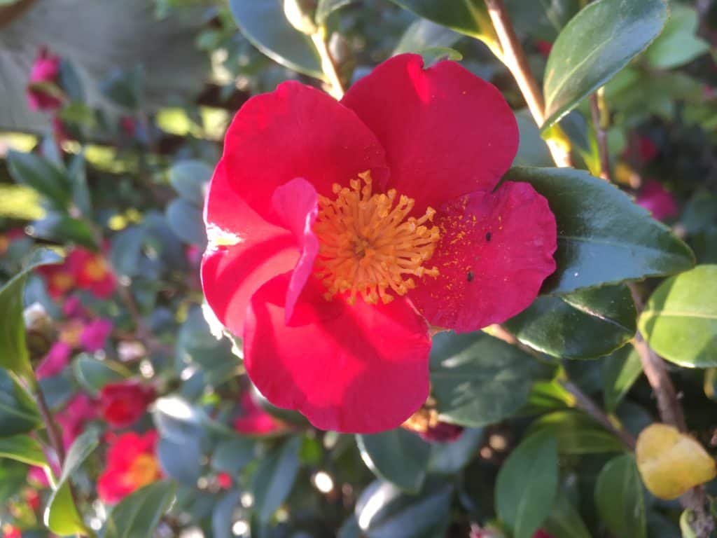 Camellia "yule tide"- Best plants for privacy