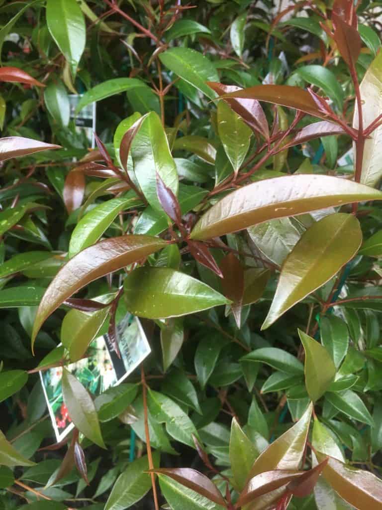 Syzygium australe- Best plants for privacy