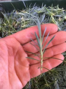 Dianthus cutting