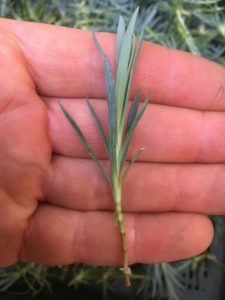 Dianthus cutting