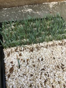 Dianthus cuttings in propagation mix