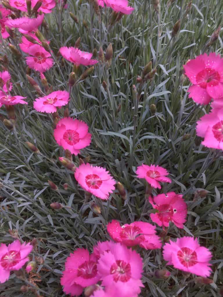 Dianthus-carnation-pink