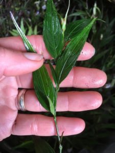 gold fussia propagation-cutting-strobilanthes